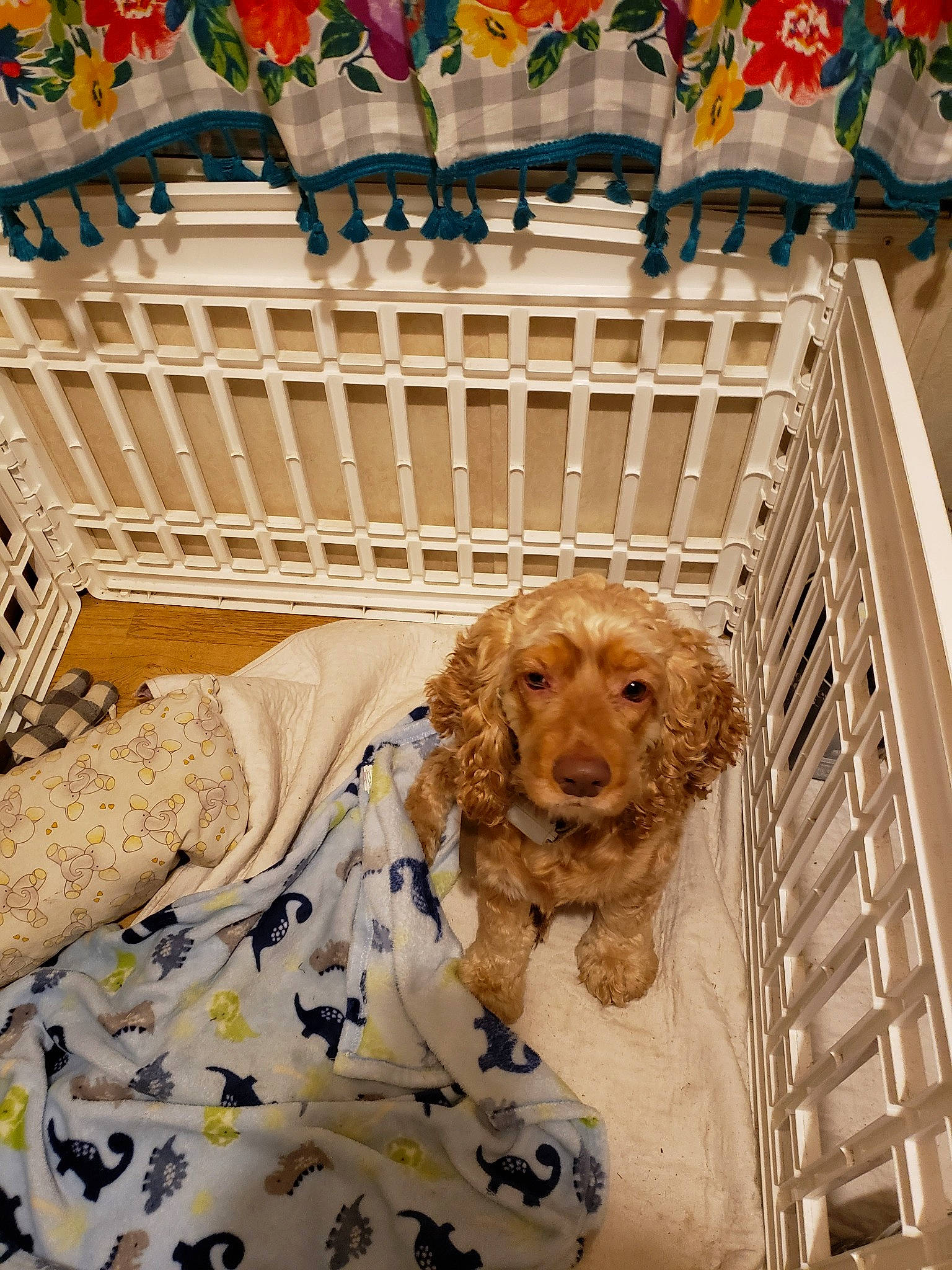 Eli is registered to the contest to win money with this photo: canidae, carnivore, chair, cocker_spaniel, companion_dog, couch, dog, dog_breed, dog_supply, fawn, fur, gun_dog, liver, pattern, pet_supply, retriever, spaniel, toy_dog, wood, working_animal