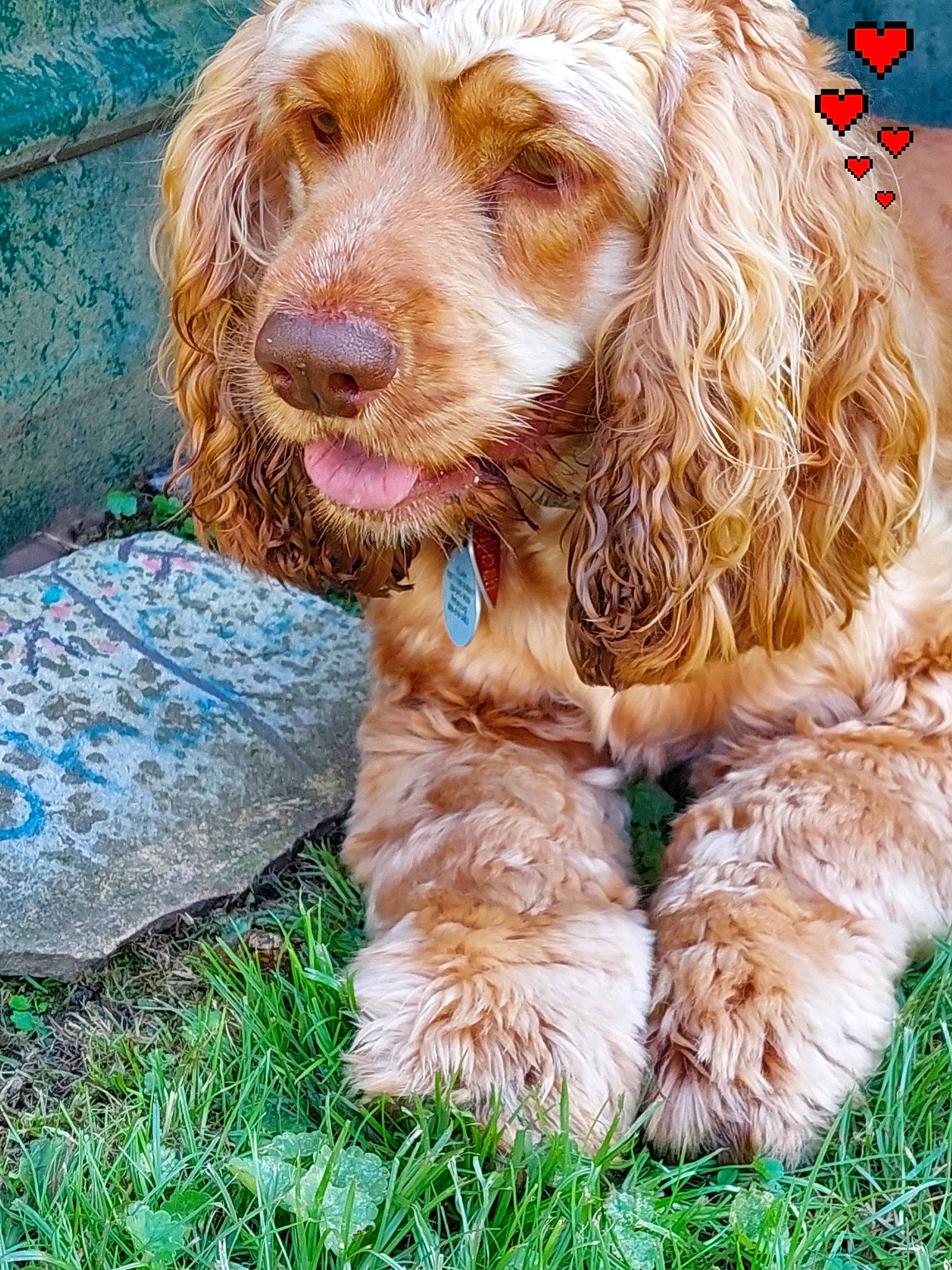Eli joined the competition — help win amazing prizes! canidae, carnivore, companion_dog, dog, dog_breed, dog_collar, fur, grass, gun_dog, liver, snout, spaniel, sporting_group, water_dog, working_animal