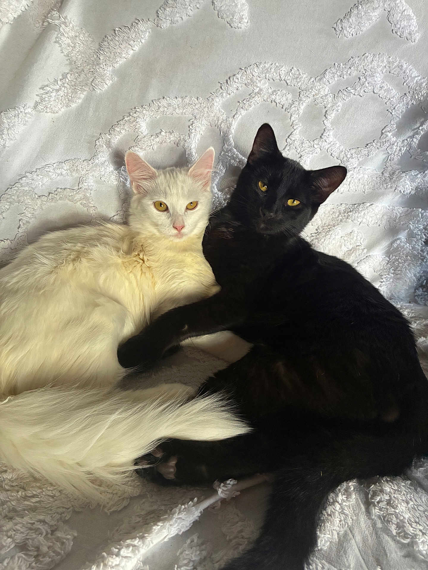 Luna And Loki is registered to the contest to win money with this photo: cat, white_cat, black_cat, two_cats, pet, feline, blanket, cozy, fur, snuggling, lounging, yellow_eyes, paws, tail, indoor, home, portrait, texture, relaxed, close_up