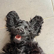 Aïko a rejoint le concours — aidez-le/la à gagner de superbes lots ! animal, belly_up, black_dog, close_up, curly_fur, dog, ears, eyes, fluffy, happy, indoor, long_hair, lying_down, nose, open_mouth, pet, portrait, smiling, teeth, tile_floor