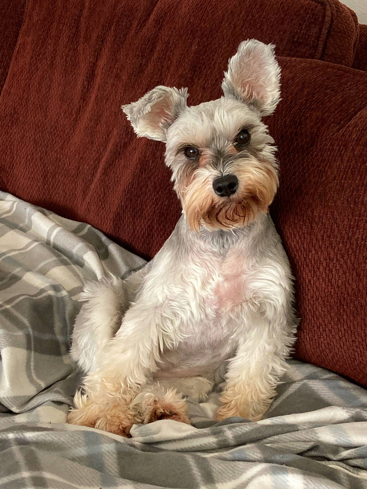 Sophie is registered to the contest to win money with this photo: canidae, carnivore, comfort, companion_dog, dog, dog_breed, dog_collar, dog_supply, fawn, fur, non_sporting_group, pet_supply, small_terrier, snout, sporting_group, terrier, toy_dog, working_animal
