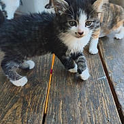 Miaouss participe au concours pour gagner de l'argent avec cette photo : kitten, cat, wooden_floor, curious, black_and_white, calico, tabby, indoor, pet, animal, young, cute, feline, group, exploring, playful, domestic, whiskers, ears, paws