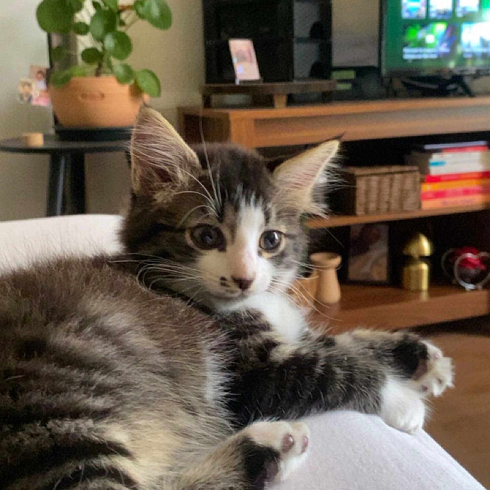 Miaouss