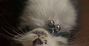 Miaouss participe au concours pour gagner de l'argent avec cette photo : kitten, cat, upside_down, whiskers, collar, bell, fur, pet, cute, wide_eyes, indoor, close_up, playful, young_cat, animal, domestic_cat, face, portrait, feline, resting