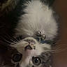 kitten, cat, upside_down, whiskers, collar, bell, fur, pet, cute, wide_eyes, indoor, close_up, playful, young_cat, animal, domestic_cat, face, portrait, feline, resting