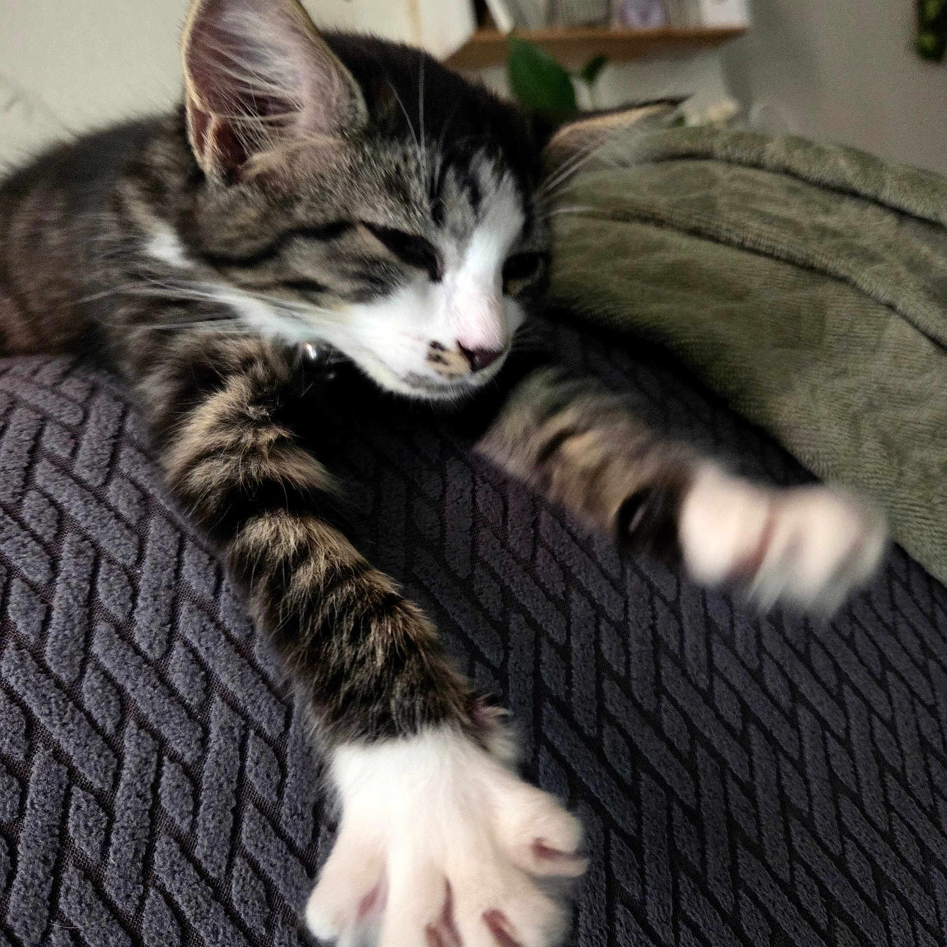Miaouss