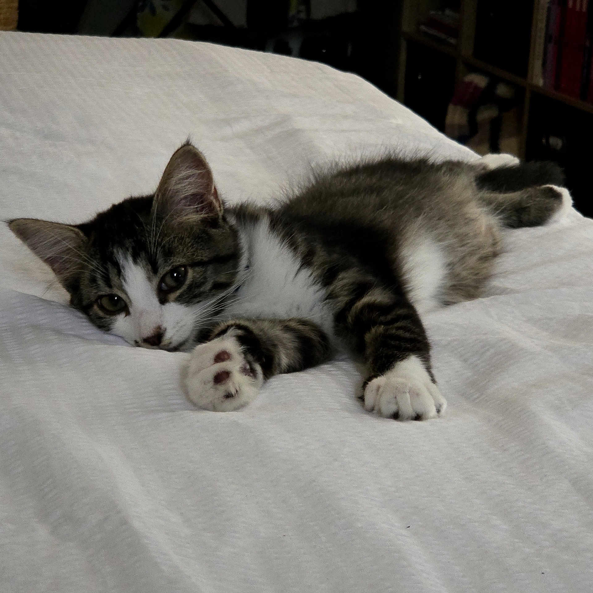 Miaouss