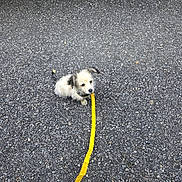 Gia participe au concours pour gagner de l'argent avec cette photo : puppy, dog, small_dog, fluffy, white_fur, black_ears, leash, yellow_leash, collar, outdoor, asphalt, pavement, road, ground, sitting, animal, pet, cute, portrait, daylight