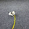 puppy, dog, small_dog, fluffy, white_fur, black_ears, leash, yellow_leash, collar, outdoor, asphalt, pavement, road, ground, sitting, animal, pet, cute, portrait, daylight