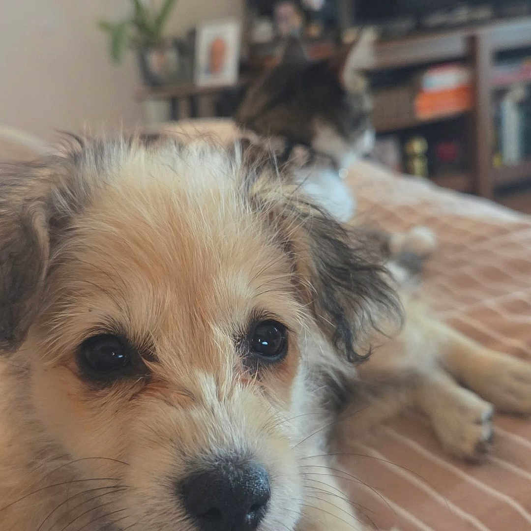 Gia
