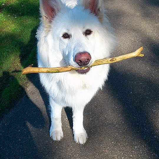 Torro