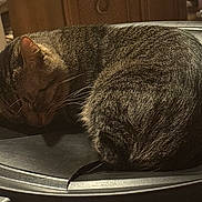 Bubby is registered to the contest to win money with this photo: animal, cat, closeup, cozy, curled_up, domestic_cat, ears, fur, furniture, indoor, metal_surface, pet, quiet, resting, shadow, sleeping, tabby_cat, warm_lighting, whiskers, wooden_cabinet