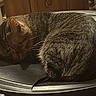 animal, cat, closeup, cozy, curled_up, domestic_cat, ears, fur, furniture, indoor, metal_surface, pet, quiet, resting, shadow, sleeping, tabby_cat, warm_lighting, whiskers, wooden_cabinet