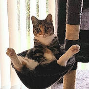 Elsa is registered to the contest to win money with this photo: cat, tabby, cat_tree, hammock, indoor, pet, relaxed, feline, legs_up, window, blinds, home, cozy, fur, animal, resting, cute, paw, sitting, looking