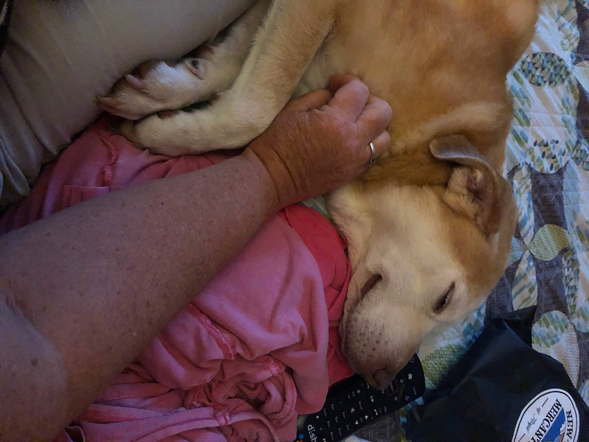 Lila is registered to the contest to win money with this photo: bedtime, canidae, carnivore, comfort, companion_dog, dog, dog_breed, fawn, fur, gesture, guard_dog, nap, non_sporting_group, paw, puppy_love, sleep, snout, sporting_group, whiskers, working_animal