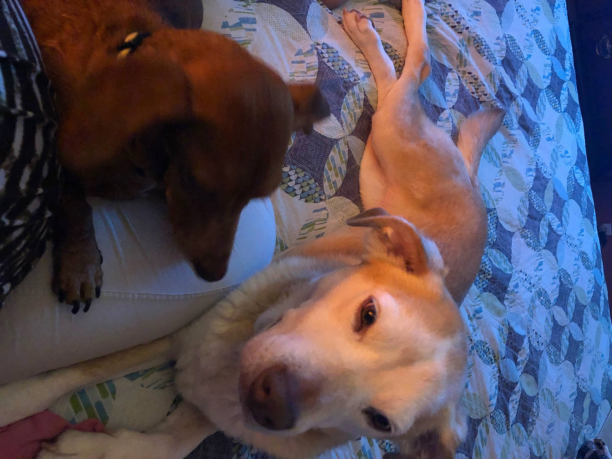 Lila is registered to the contest to win money with this photo: canidae, carnivore, comfort, companion_dog, dog, dog_breed, ear, fawn, fur, guard_dog, hound, hunting_dog, liver, snout, sporting_group, whiskers, working_animal, working_dog