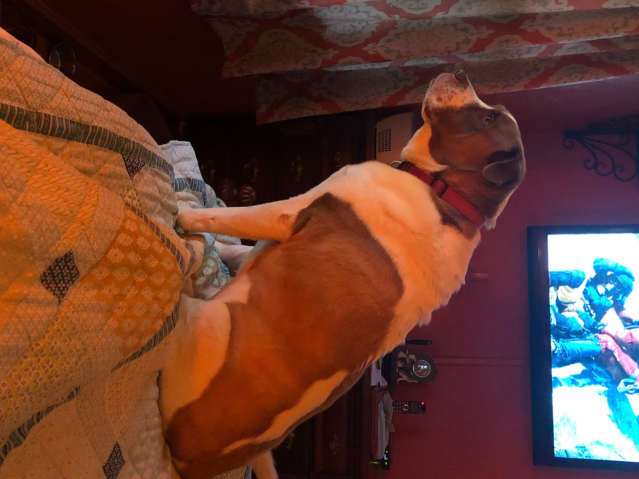 Trigger And Toby is registered to the contest to win money with this photo: abdomen, art, canidae, carnivore, comfort, companion_dog, dog, dog_breed, elbow, fawn, foot, fur, human_leg, knee, linens, non_sporting_group, peach, room, sporting_group, thigh