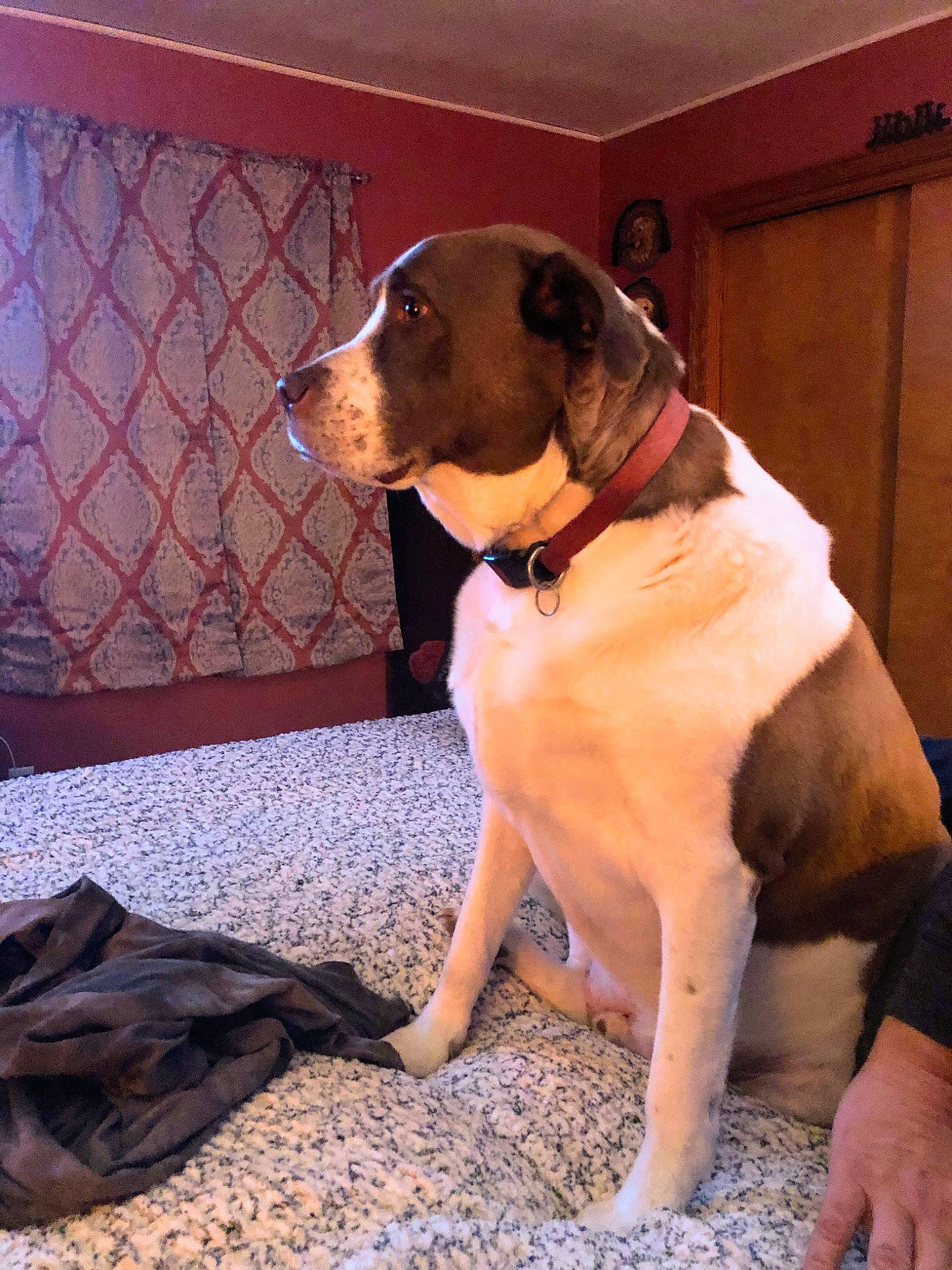 Trigger And Toby is registered to the contest to win money with this photo: carnivore, collar, comfort, companion_dog, dog, dog_breed, dog_collar, dog_supply, fawn, flooring, gun_dog, hound, leash, liver, pet_supply, scent_hound, snout, sporting_group, tail, working_animal