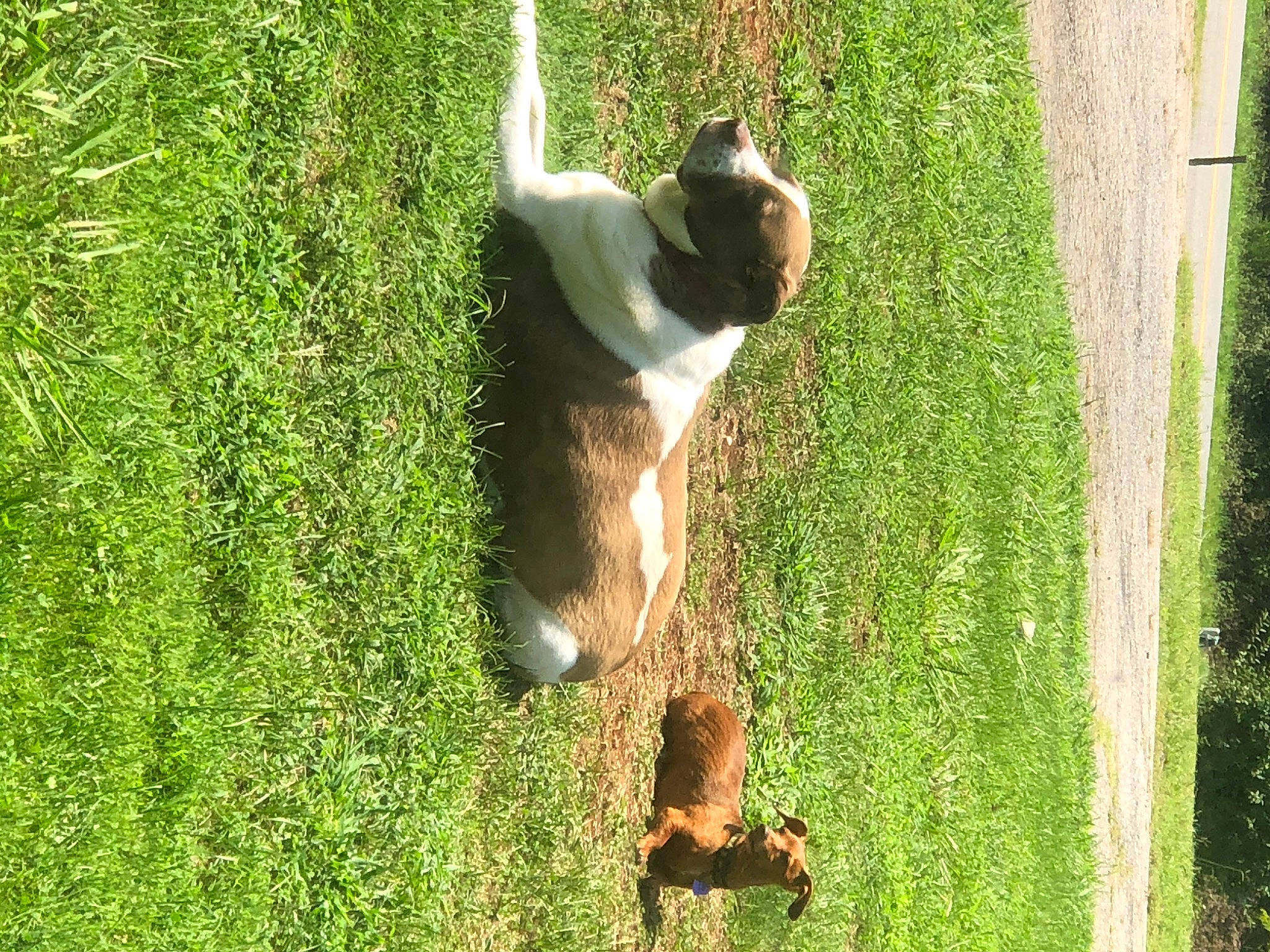 Trigger And Toby joined the competition — help win amazing prizes! canidae, carnivore, companion_dog, dog, dog_breed, fawn, grass, grass_family, grassland, groundcover, lawn, leaf, meadow, pasture, people_in_nature, plant, sporting_group, tail, trunk, wood