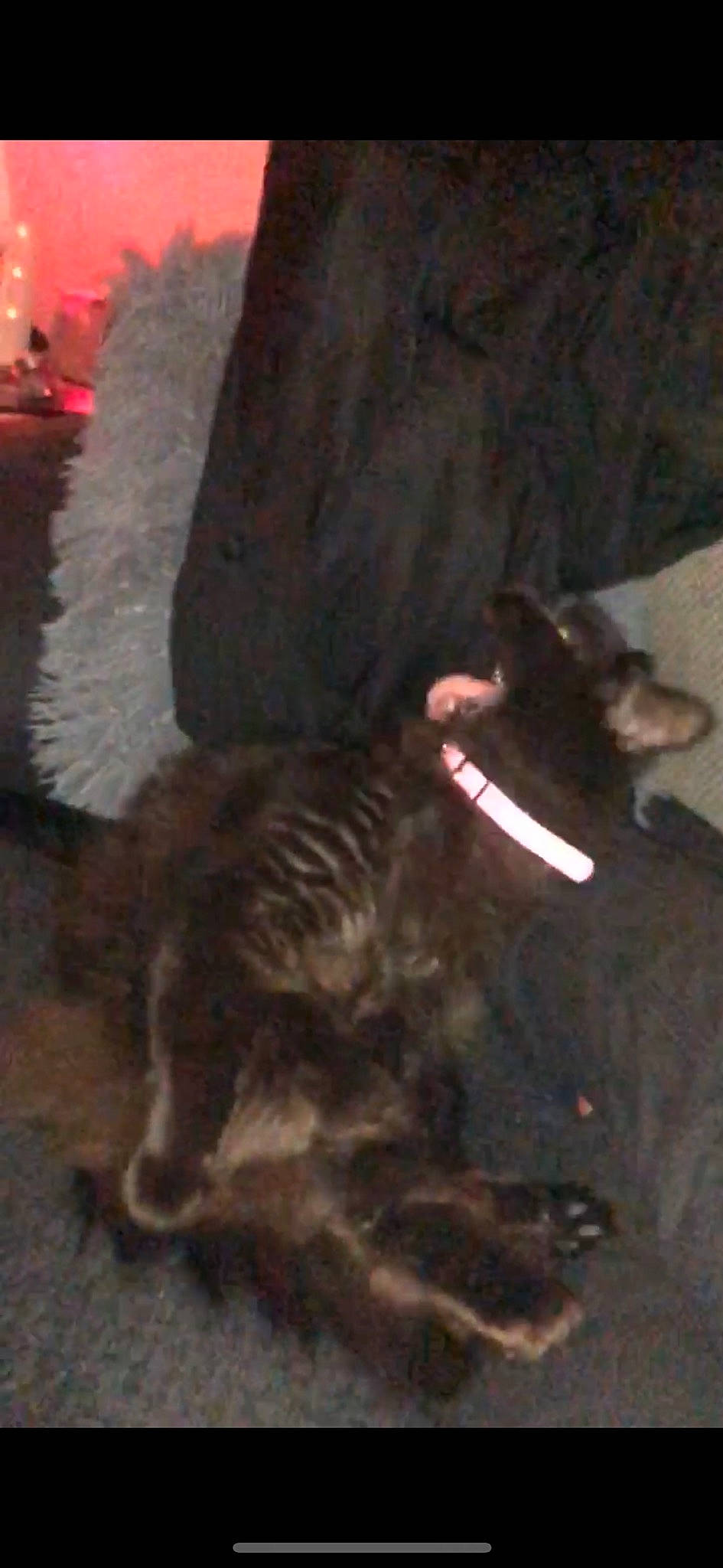 Apple is registered to the contest to win money with this photo: brown, canidae, carnivore, cat, claw, dog_breed, domestic_short_haired_cat, event, felidae, fur, liver, natural_material, paw, small_to_medium_sized_cats, sporting_group, tail, terrestrial_animal, whiskers, working_animal