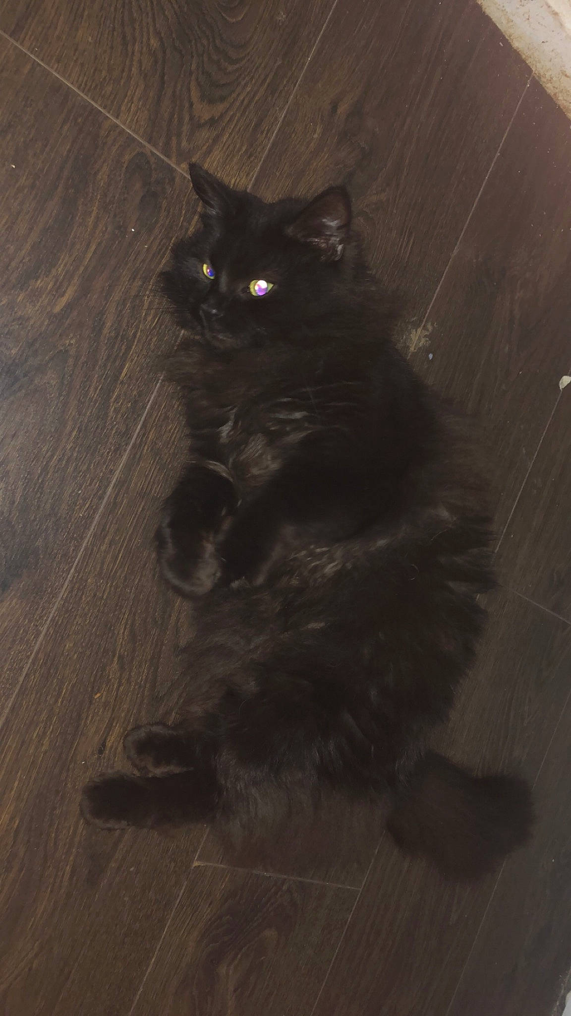 Apple is registered to the contest to win money with this photo: black_cat, carnivore, cat, claw, domestic_short_haired_cat, felidae, floor, flooring, fur, grey, hardwood, paw, small_to_medium_sized_cats, snout, tail, terrestrial_animal, whiskers, window, wood, wood_stain