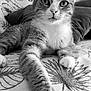 cat, feline, pet, animal, whiskers, paw, stretching, close_up, indoor, blanket, pattern, fur, relaxed, portrait, cute, home, resting, black_and_white, texture, soft