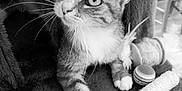 Lilou participe au concours pour gagner de l'argent avec cette photo : cat, tabby, feline, pet, whiskers, cat_tree, toys, feathers, ball, indoor, curious, closeup, paw, fur, animal, playful, relaxed, monochrome, cozy, household