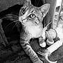 cat, tabby, feline, pet, whiskers, cat_tree, toys, feathers, ball, indoor, curious, closeup, paw, fur, animal, playful, relaxed, monochrome, cozy, household