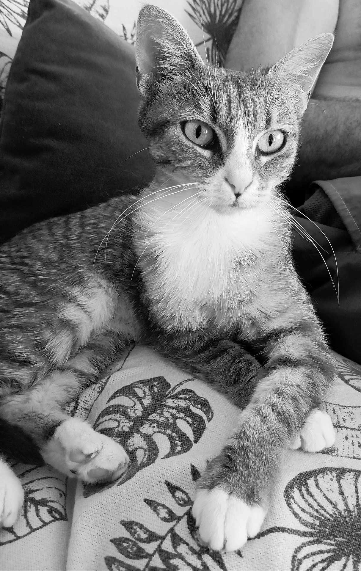 Lilou