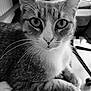 cat, animal, pet, close_up, black_and_white, whiskers, fur, indoor, furniture, chair, table, pattern, eyes, face, sitting, domestic_animal, mammal, portrait, relaxed, home