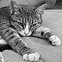 cat, animal, pet, feline, paw, fur, whiskers, relaxed, stretching, closeup, black_and_white, texture, soft, indoor, cute, sleepy, face, ears, claws, resting