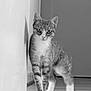 cat, tabby_cat, animal, pet, indoor, floor, wall, curious, standing, feline, whiskers, ears, fur, black_and_white, shadow, walking, domestic_animal, alert, young_cat, striped