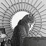 cat, mirror, round_mirror, decorative_frame, sunburst, black_and_white, plant, indoor, furniture, household_items, pet, fur, sitting, profile, cozy, artistic, wall, reflection, still_life, home_decor