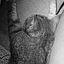cat, tabby_cat, feline, resting, paws, fur, texture, black_and_white, monochrome, close_up, animal, pet, domestic_cat, relaxing, snuggling, leg, human_leg, indoor, cozy, sleeping