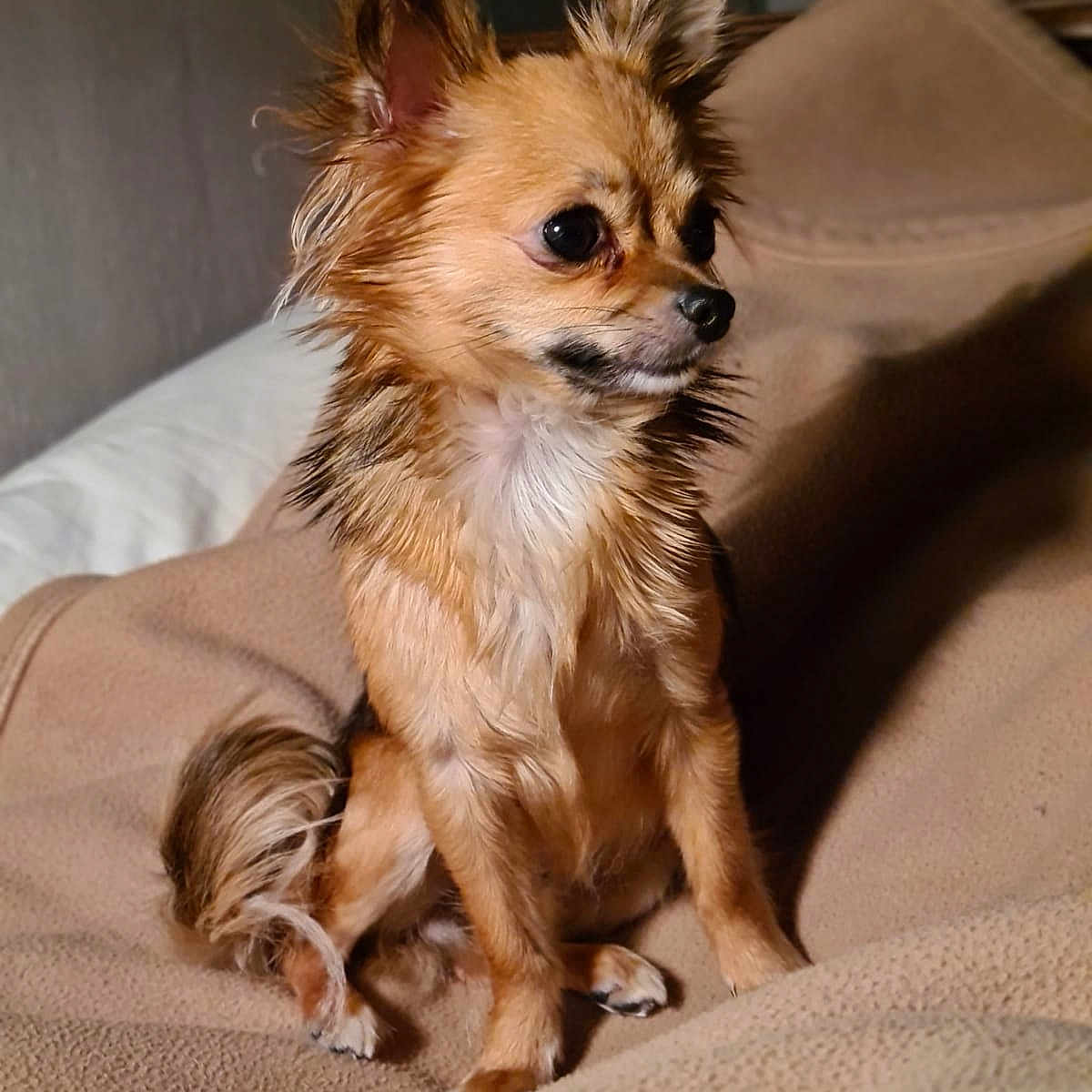 Pouic Pouic a rejoint le concours — aidez-le/la à gagner de superbes lots ! animal, attentive, beige, blanket, companion, cozy, cute, dog, ears_up, fluffy, fur, indoor, pet, portrait, side_view, sitting, small_dog, soft_lighting, tail, wet_fur