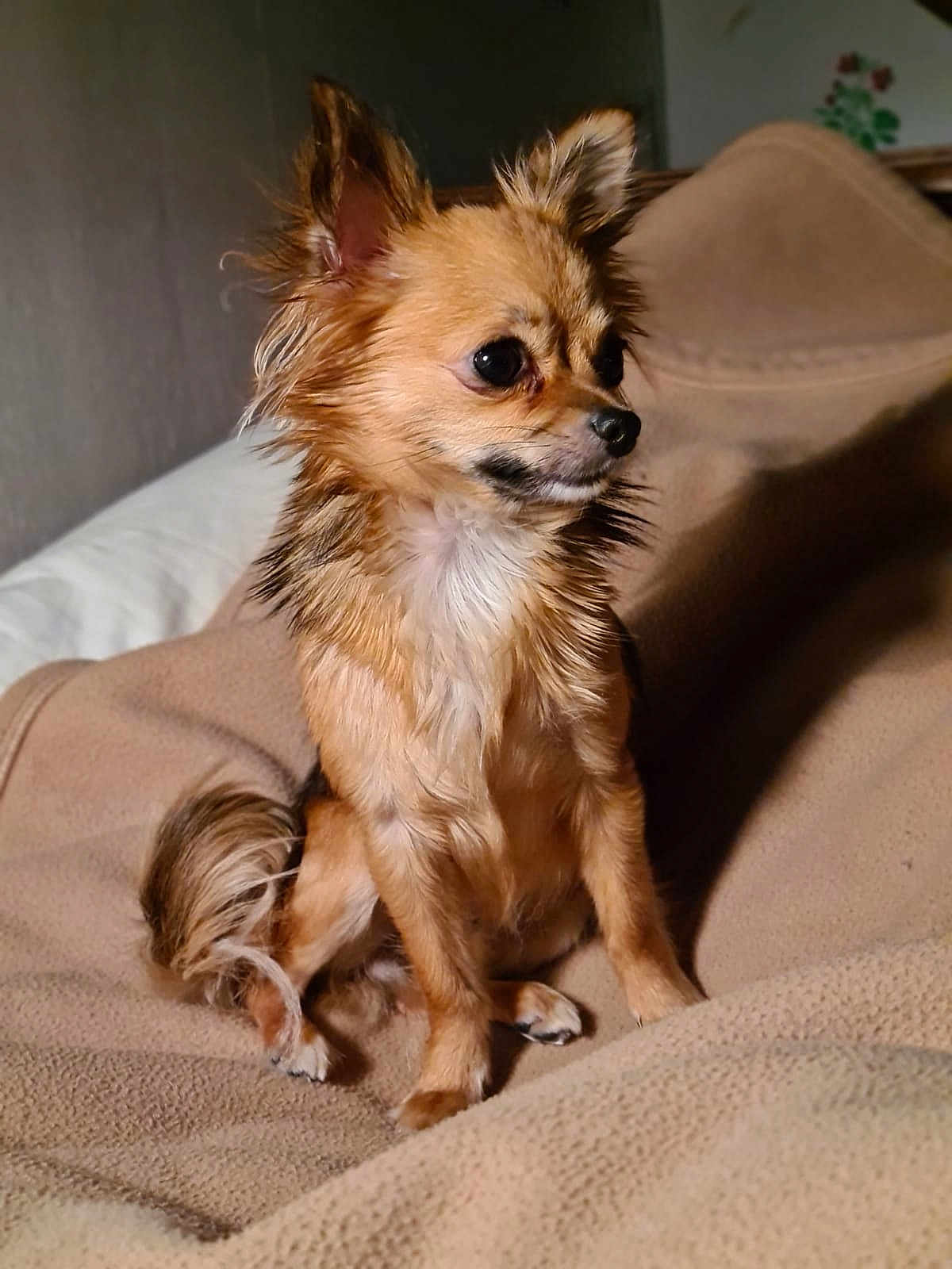 Pouic Pouic a rejoint le concours — aidez-le/la à gagner de superbes lots ! dog, small_dog, fluffy, wet_fur, sitting, blanket, beige, indoor, pet, cute, attentive, side_view, ears_up, tail, fur, animal, companion, cozy, portrait, soft_lighting