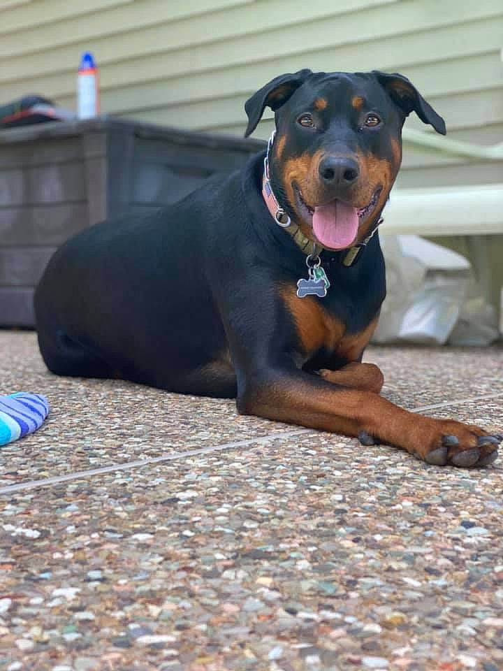 Harley is registered to the contest to win money with this photo: black_and_tan_terrier, canidae, carnivore, companion_dog, dobermann, dog, dog_breed, fawn, german_pinscher, guard_dog, huntaway, mammal, manchester_terrier, miniature_pinscher, pinscher, rare_breed_dog, rottweiler, snout, vertebrate, working_dog