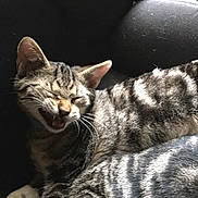 Razz is registered to the contest to win money with this photo: animal, cat, closeup, companion, couch, cute, domestic, ears, feline, fur, indoor, mouth_open, pet, relaxed, resting, sleepy, striped, tabby, two_cats, whiskers