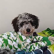 Peace joined the competition — help win amazing prizes! dog, curly_fur, pet_clothing, sweater, dinosaur_pattern, blanket, indoor, cute, relaxed, tongue_out, fur, animal, companion, cozy, lying_down, resting, fur_texture, home, domestic_animal, friendly