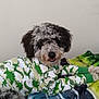 dog, curly_fur, pet_clothing, sweater, dinosaur_pattern, blanket, indoor, cute, relaxed, tongue_out, fur, animal, companion, cozy, lying_down, resting, fur_texture, home, domestic_animal, friendly
