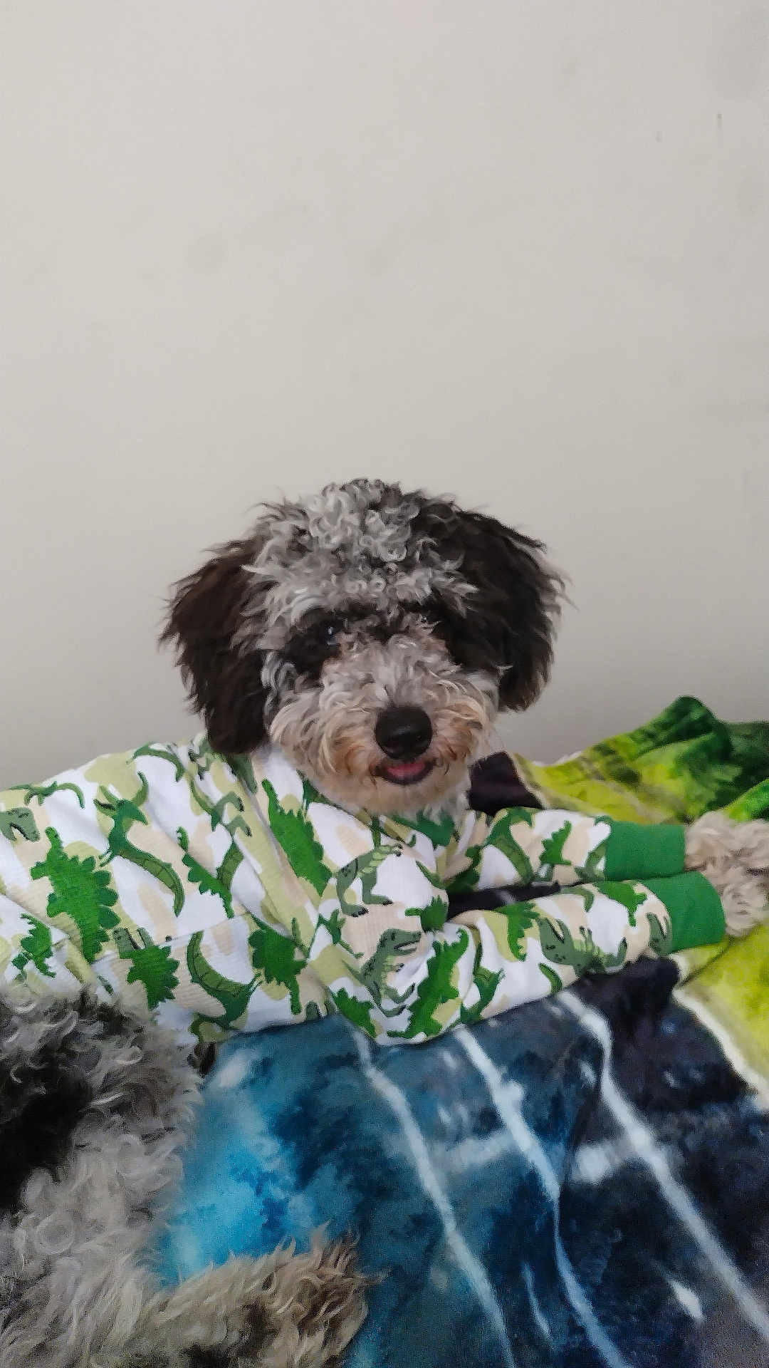 Peace joined the competition — help win amazing prizes! dog, curly_fur, pet_clothing, sweater, dinosaur_pattern, blanket, indoor, cute, relaxed, tongue_out, fur, animal, companion, cozy, lying_down, resting, fur_texture, home, domestic_animal, friendly