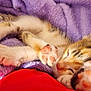 adorable, animal, cat, closeup, cozy, cute, feline, fur, indoor, kitten, nap, paws, pet, purple_blanket, relaxing, resting, sleeping, soft_texture, tiny, whiskers