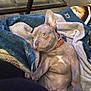 Potato joined the competition — help win amazing prizes! animal, blanket, carpet, collar, comfort, cozy, cute, dog, domestic, fur, glass, home, indoor, paw, pet, puppy, relaxed, resting, table, young