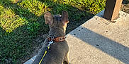 Potato is registered to the contest to win money with this photo: animal, brown_collar, casual, collar, concrete, dog, foot, grass, human, leash, outdoor, pavement, pet, resting, sandal, shadow, summer, sunlight, toenails, yellow_leash