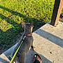 animal, brown_collar, casual, collar, concrete, dog, foot, grass, human, leash, outdoor, pavement, pet, resting, sandal, shadow, summer, sunlight, toenails, yellow_leash