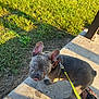 Potato joined the competition — help win amazing prizes! animal, closeup, concrete, curious, dog, ear, foot, french_bulldog, grass, leash, outdoor, pet, puppy, sandal, shadow, sidewalk, sunlight, tongue, walking, young