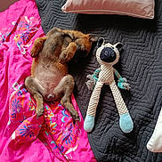 Asia participe au concours pour gagner de l'argent avec cette photo : animal, bed, black, blanket, brown, cozy, cute, dog, fur, indoor, pet, pillow, pink, puppy, relaxed, resting, sleeping, soft, stuffed_animal, toy