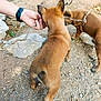 Asia participe au concours pour gagner de l'argent avec cette photo : puppy, dog, brown_dog, outdoor, rocky_ground, human_hand, watch, stick, sniffing, playing, animal, pet, curious, back_view, earth, stone_wall, nature, young_dog, two_dogs, daylight