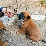 Asia participe au concours pour gagner de l'argent avec cette photo : puppy, dog, playful, stick, hand, outdoor, dirt, rocks, brown, fur, young, pet, animal, curious, bite, nature, grass, watching, interaction, canine