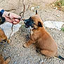 puppy, dog, playful, stick, hand, outdoor, dirt, rocks, brown, fur, young, pet, animal, curious, bite, nature, grass, watching, interaction, canine